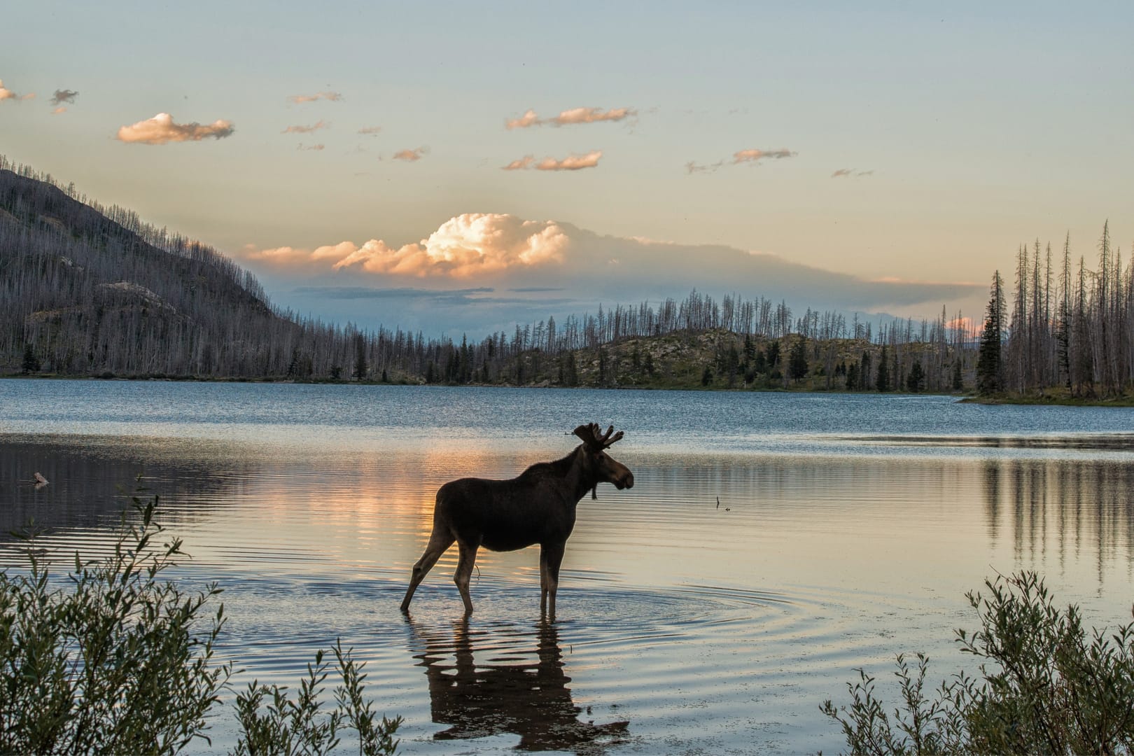 Montana